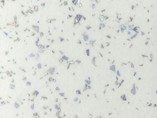 Стеновая панель HPL пластик ALPHALUX морозная искра,S.S001 MAT МДФ, 4200*6*600 мм